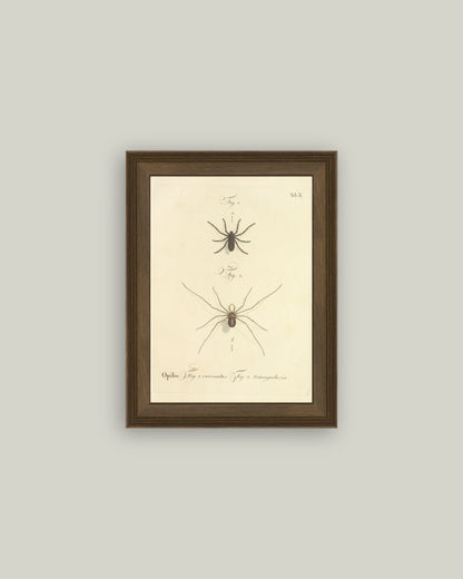 Spiders