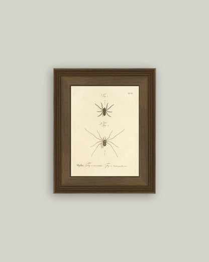 Spiders