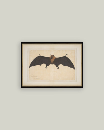 Spooky Bat