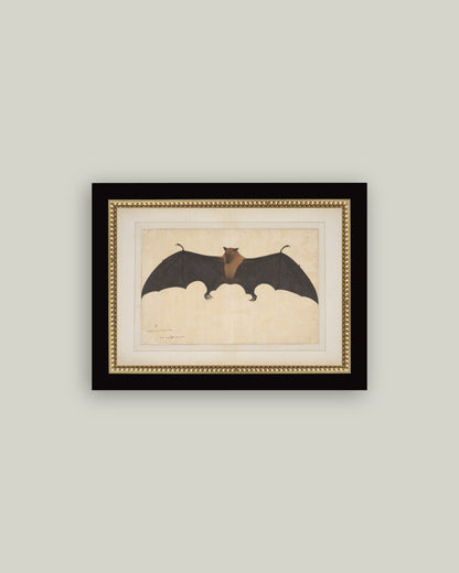 Spooky Bat