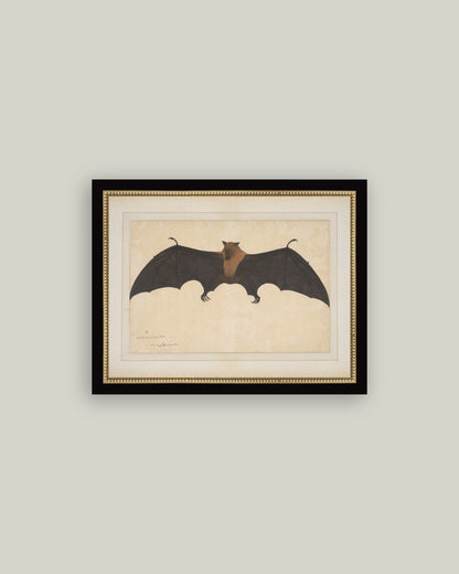 Spooky Bat