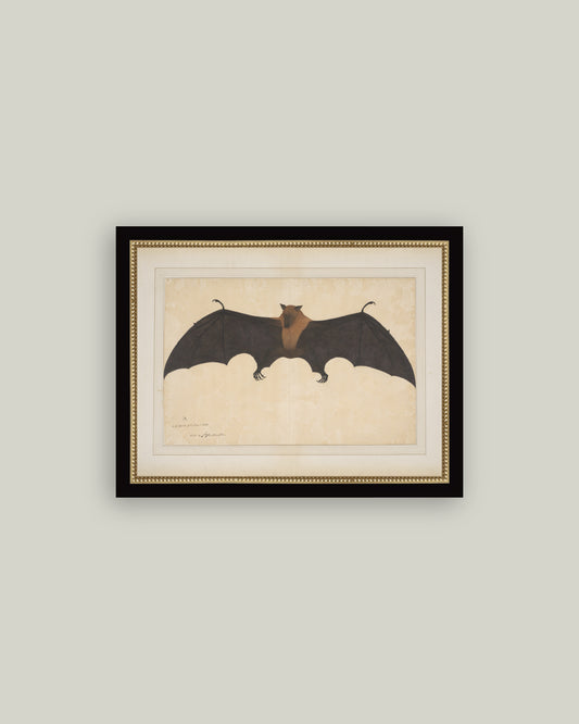 Spooky Bat