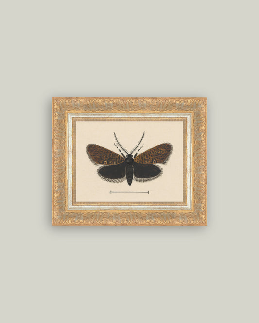 Spooky Moth