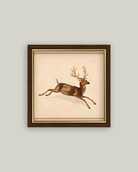 Spotted Deer
