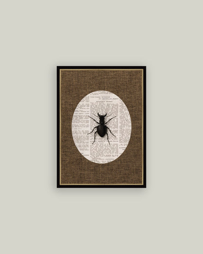 Stag Beetle
