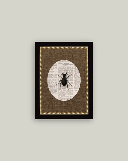 Stag Beetle