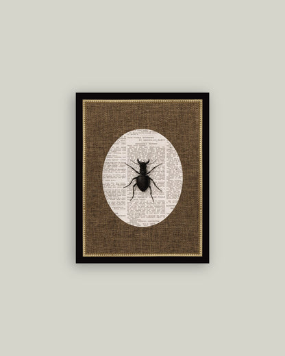 Stag Beetle