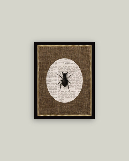 Stag Beetle