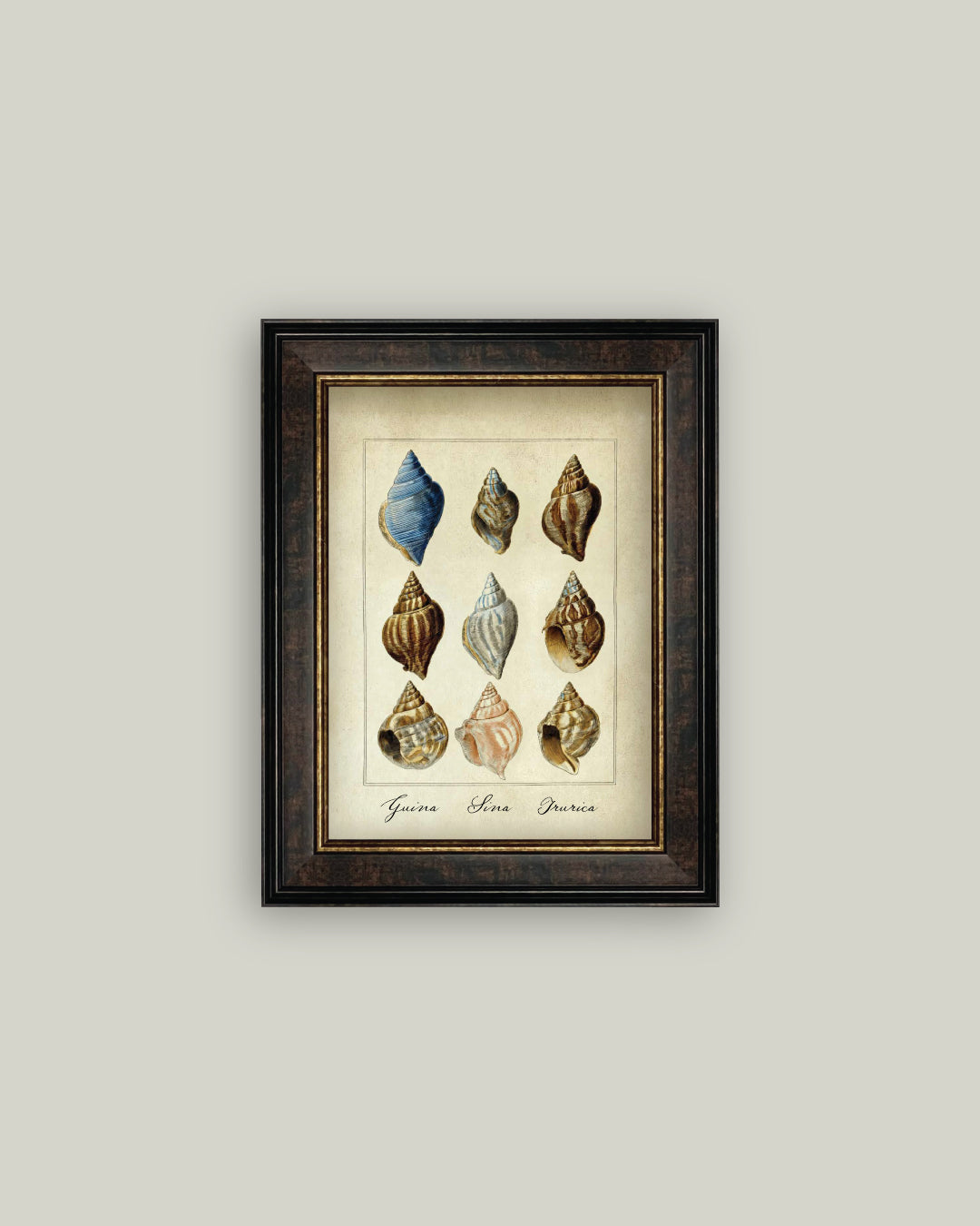 Study of Shells