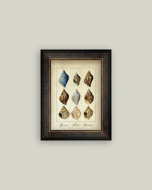 Study of Shells