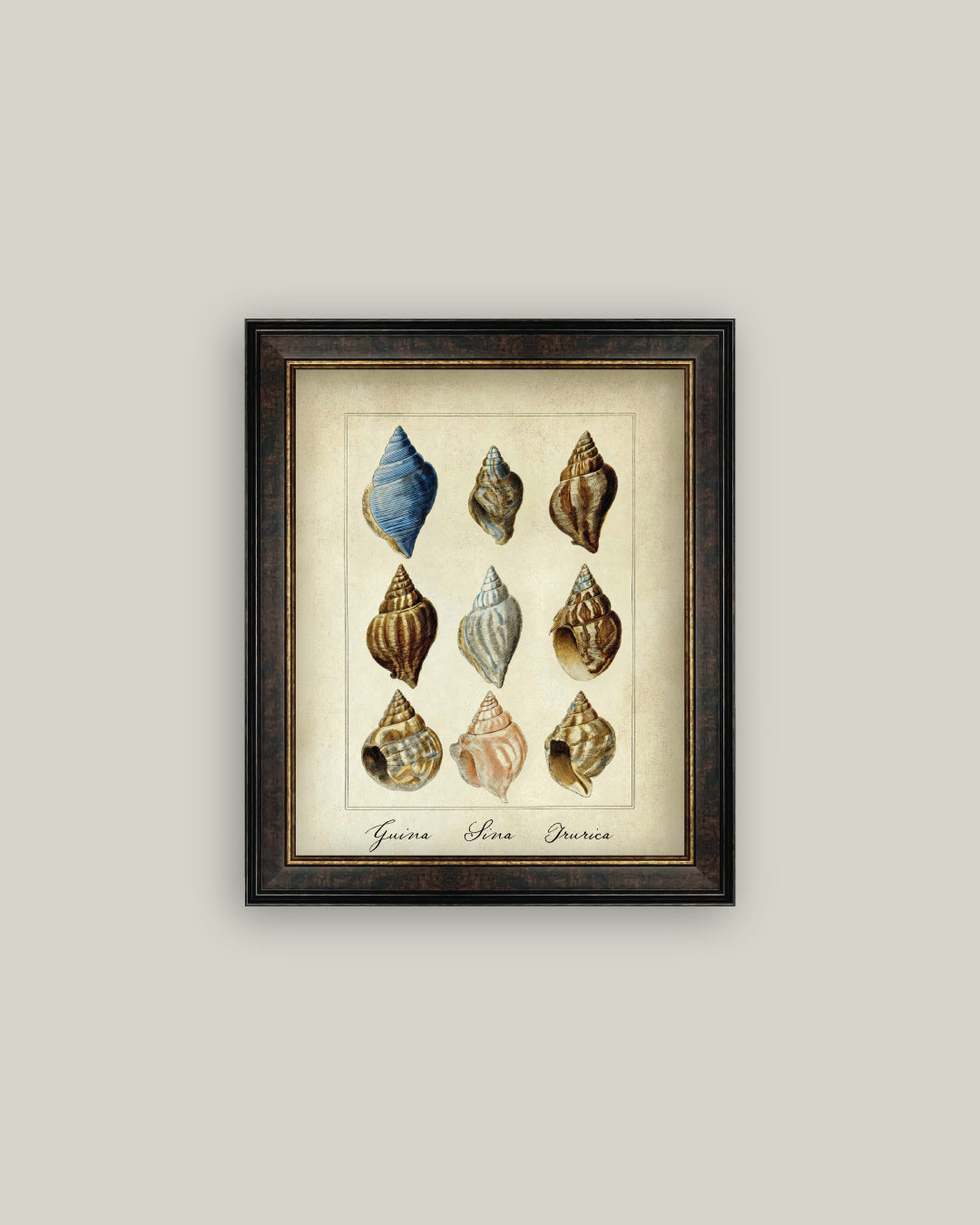 Study of Shells