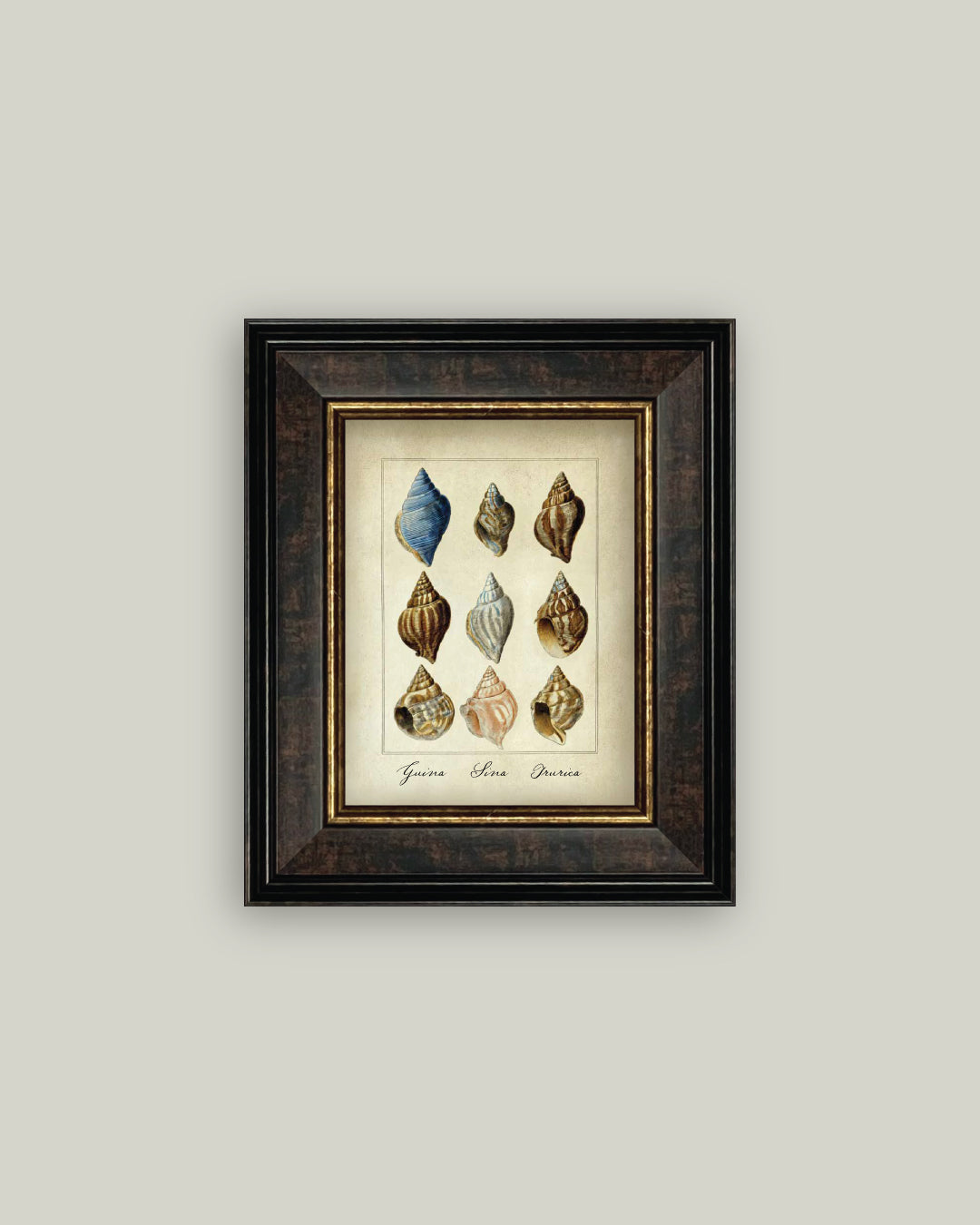 Study of Shells