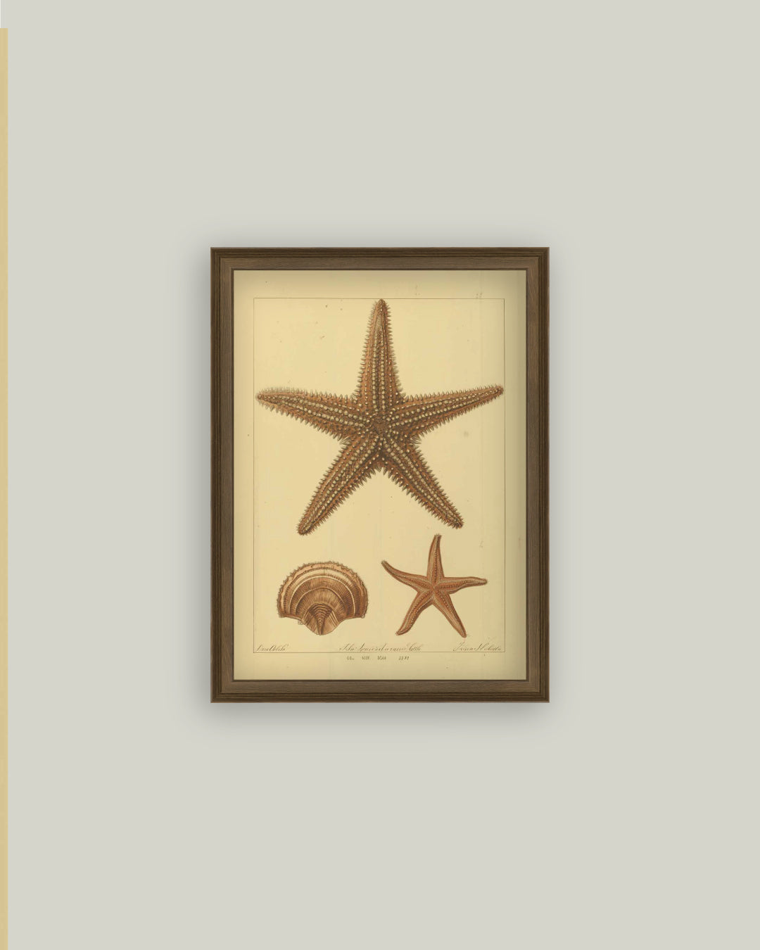 Study of Starfish