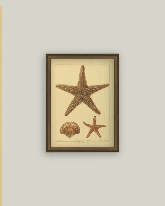 Study of Starfish