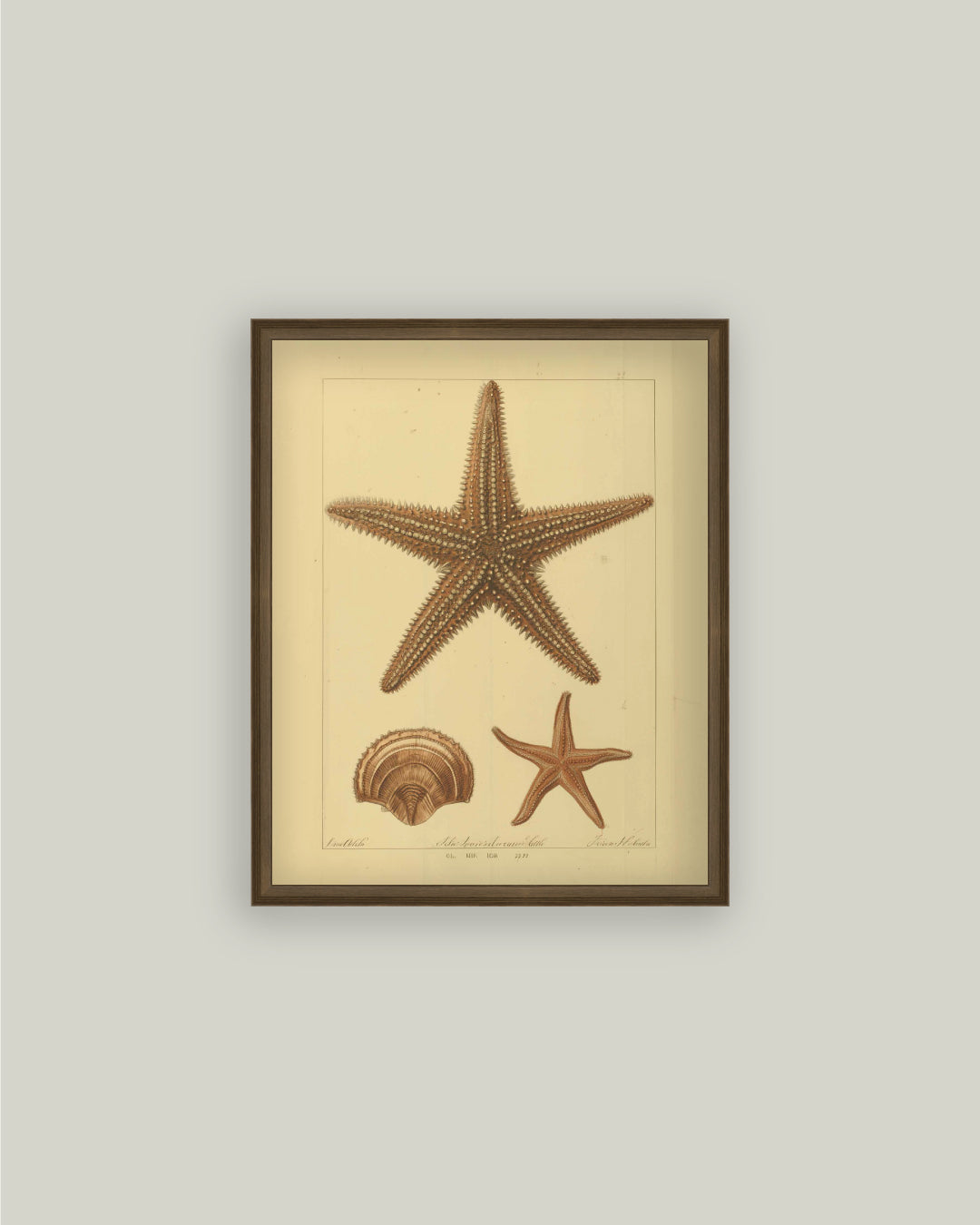 Study of Starfish