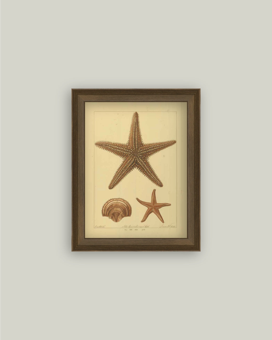 Study of Starfish