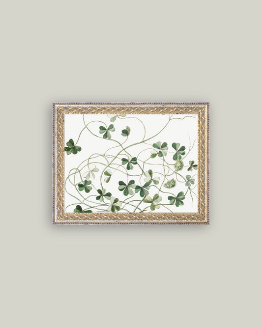 Subterranean Clover