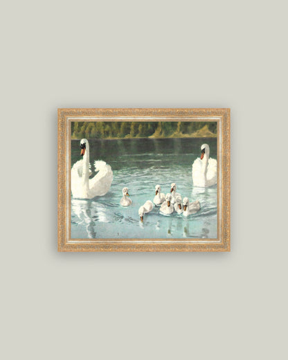 Swan Family