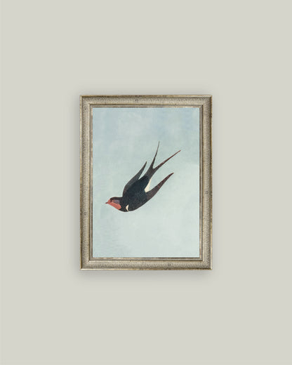 Swallow Boraston