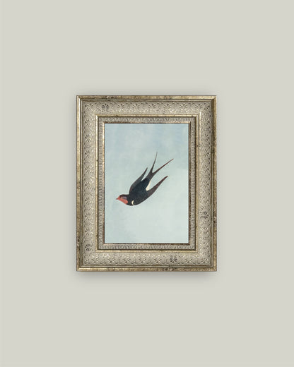 Swallow Boraston