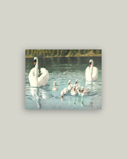 Swan Family Artist Board