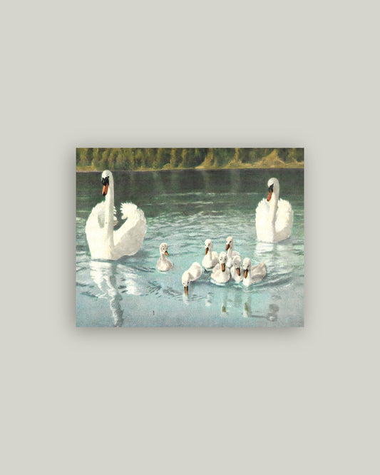 Swan Family Artist Board