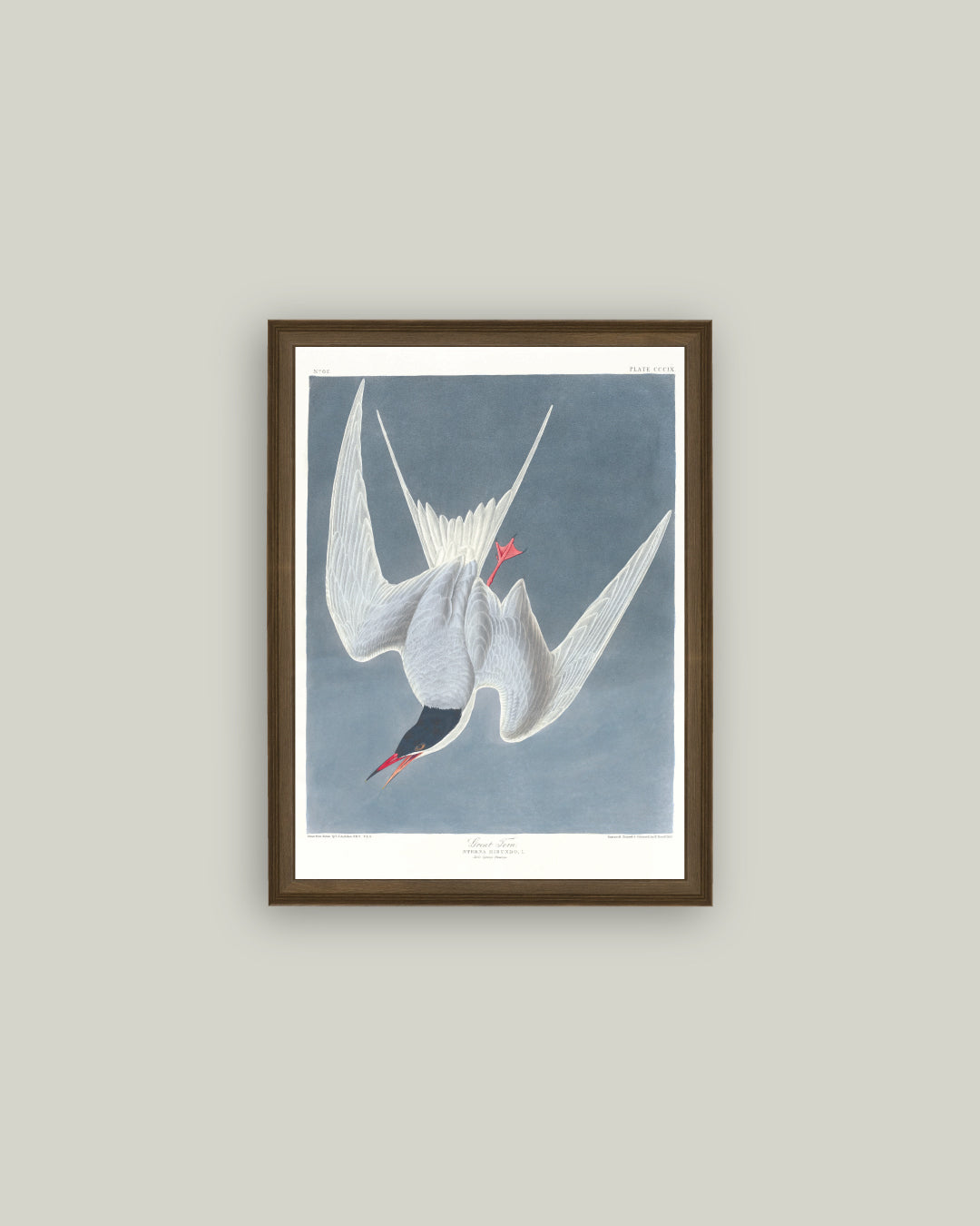 Great Tern Bird Painting