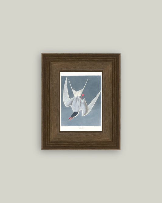 Great Tern Bird Painting