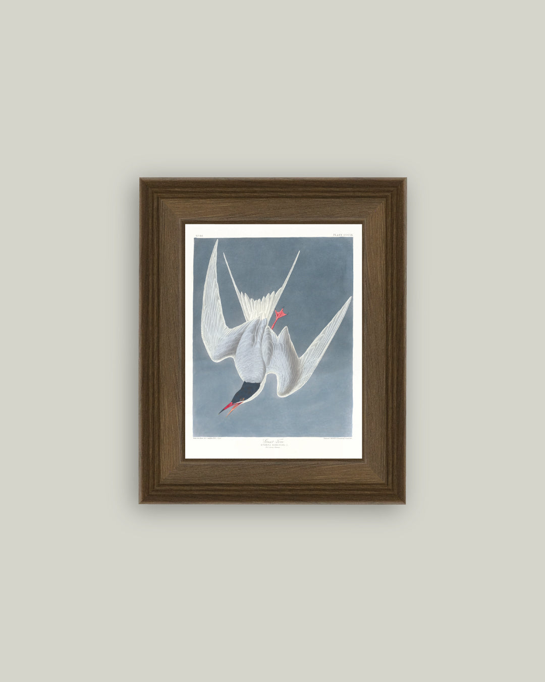 Great Tern Bird Painting