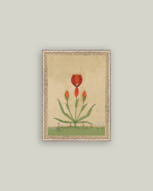 Three Red Tulips