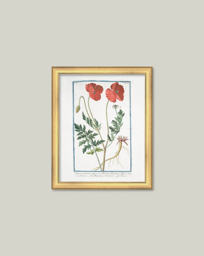 Two Poppies