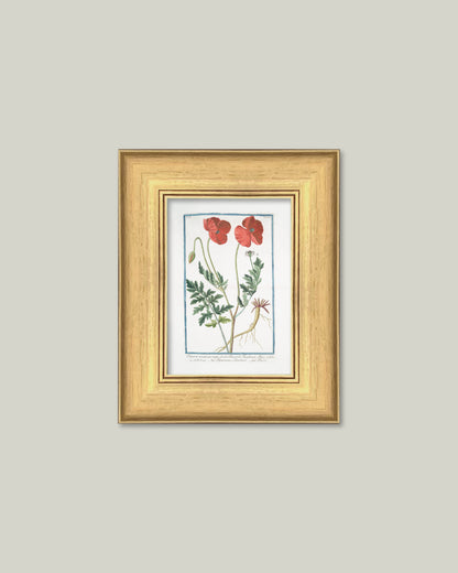 Two Poppies