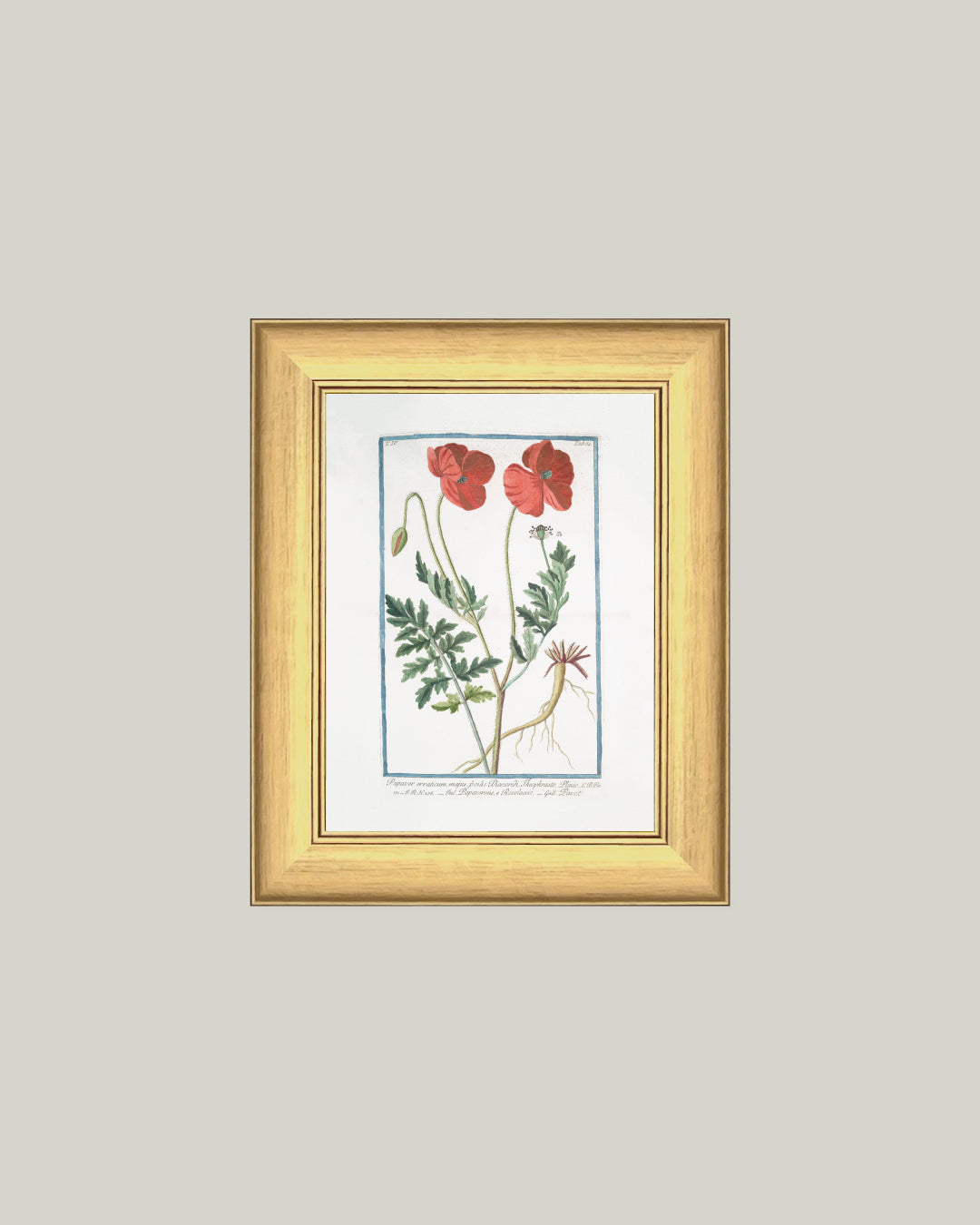 Two Poppies