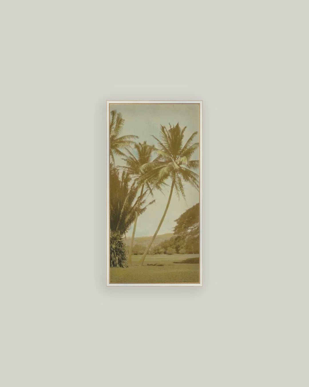 Vintage Palm Tree Photo