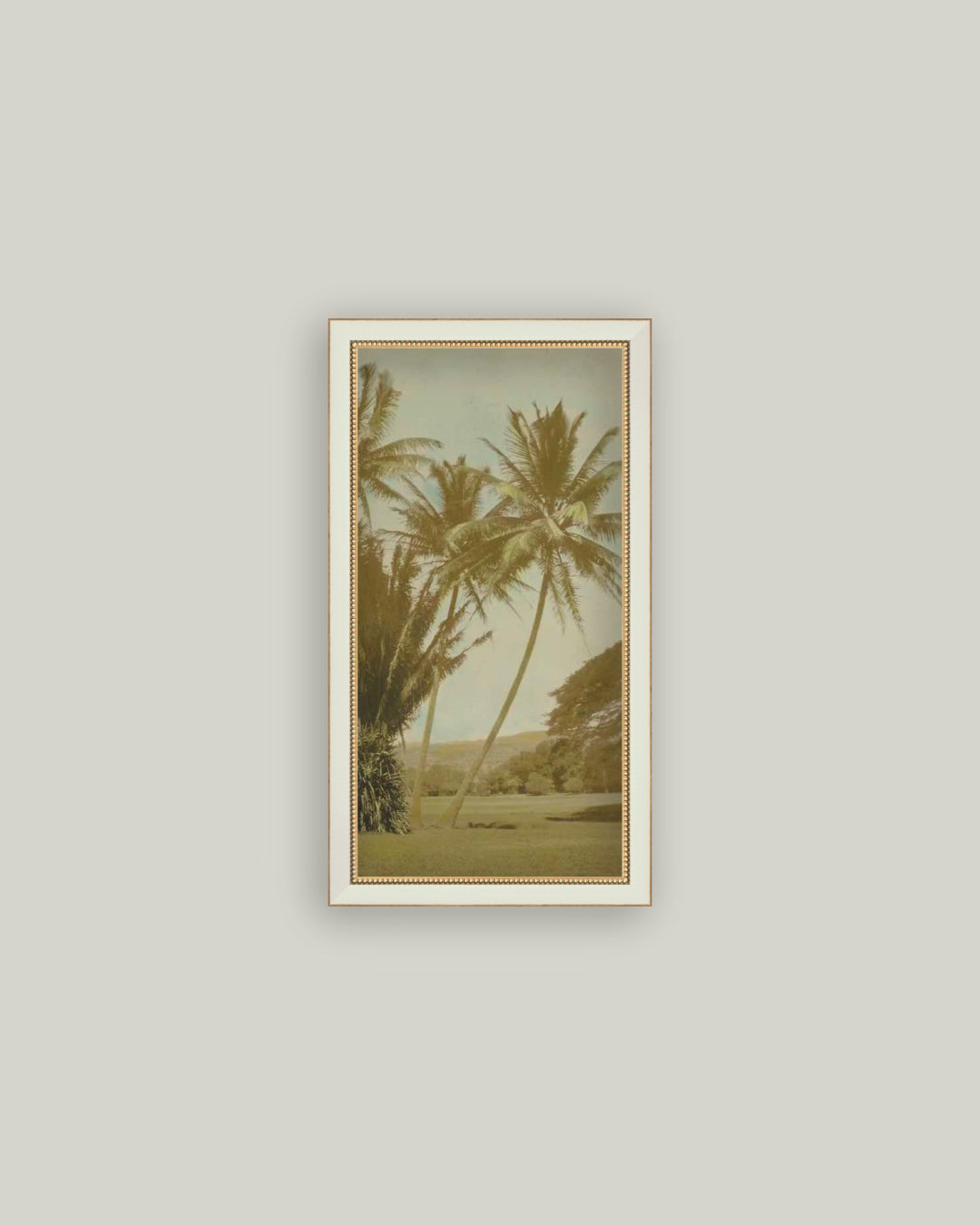 Vintage Palm Tree Photo