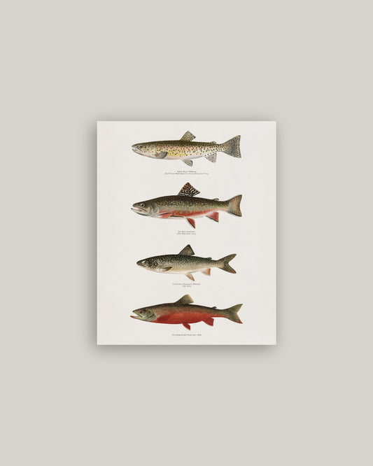 Vintage Trout Artist Board