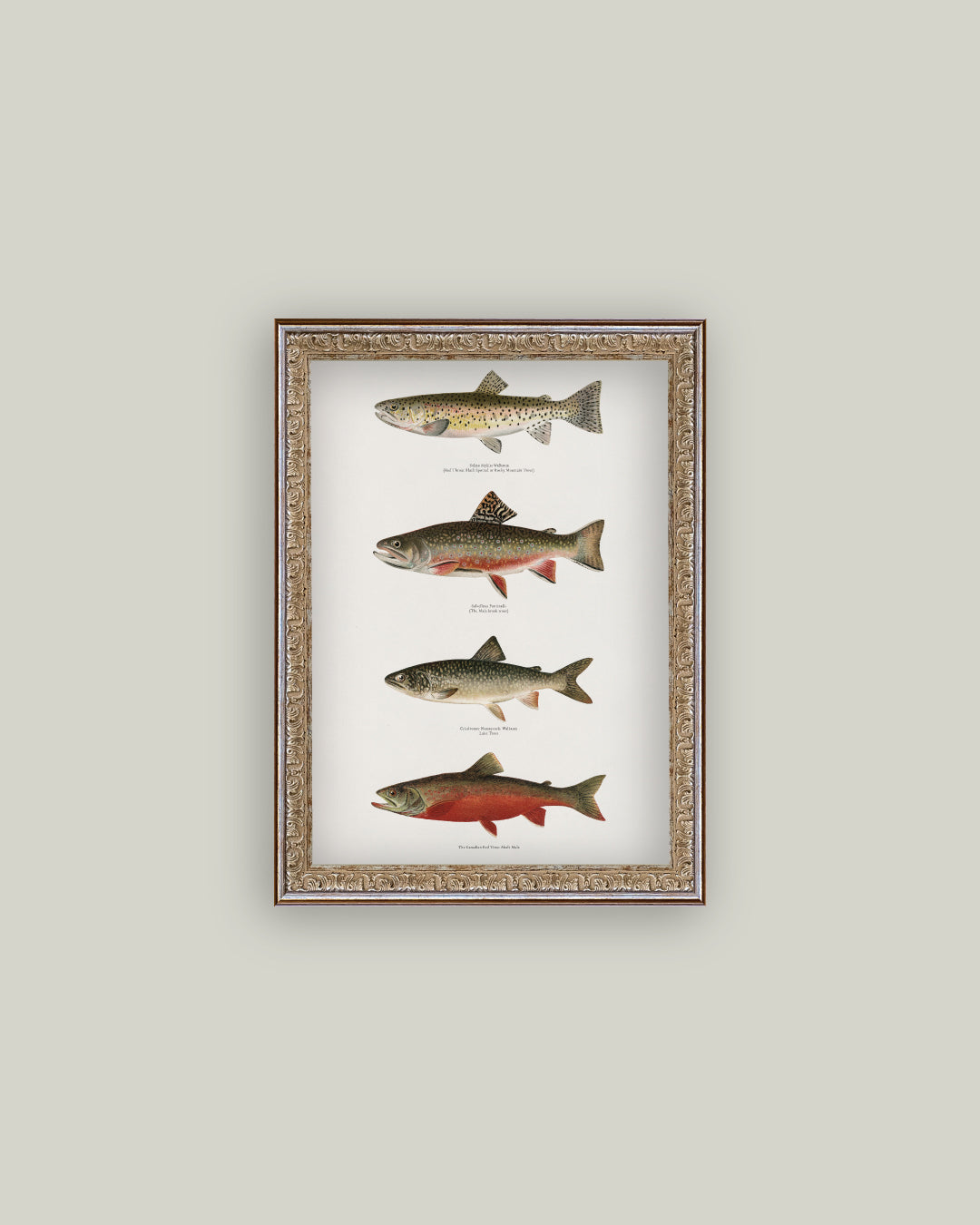 Vintage Trout