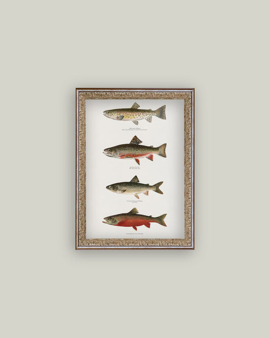 Vintage Trout