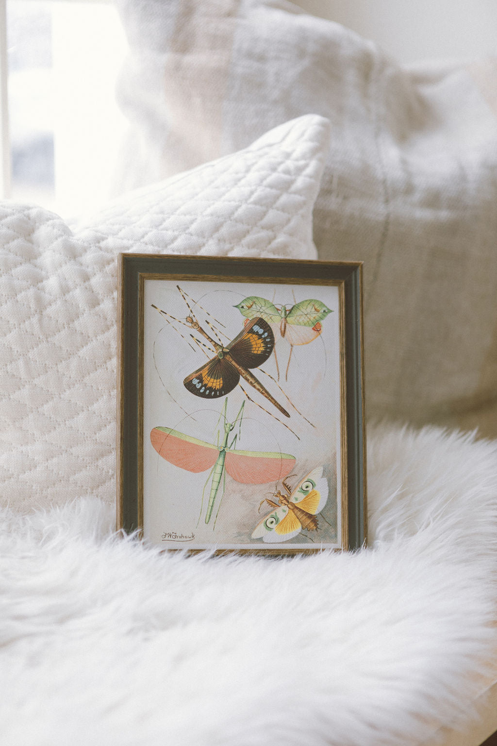 Orthoptera
