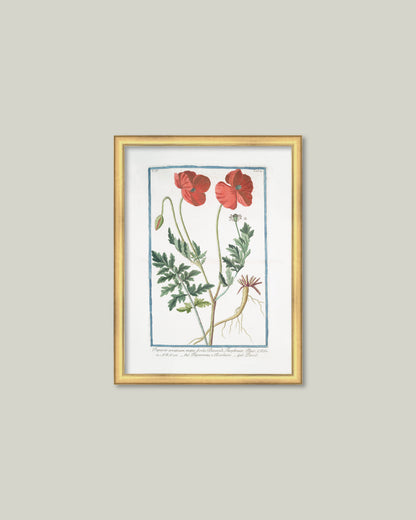 Two Poppies